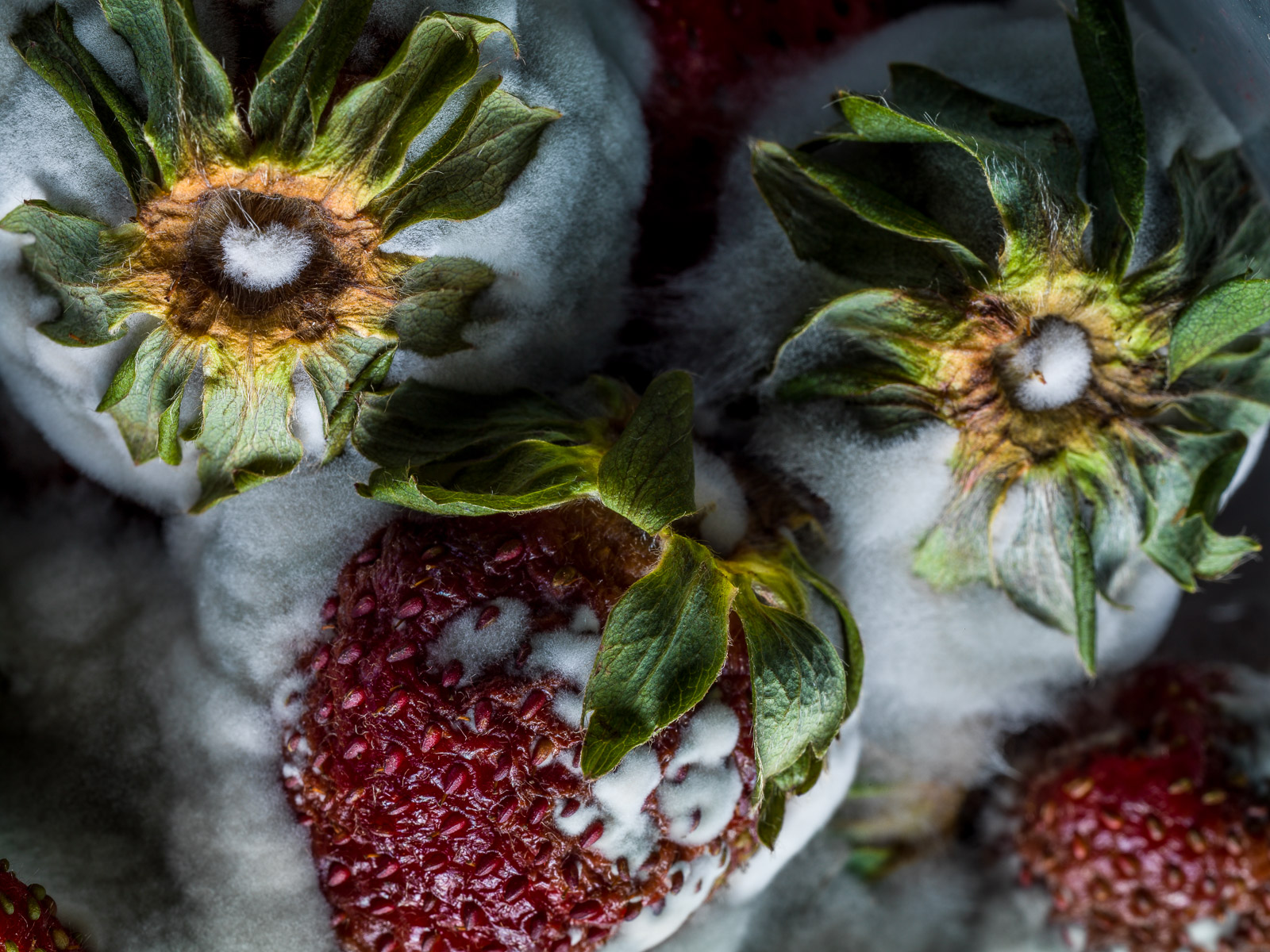 Rotten_042_WEB