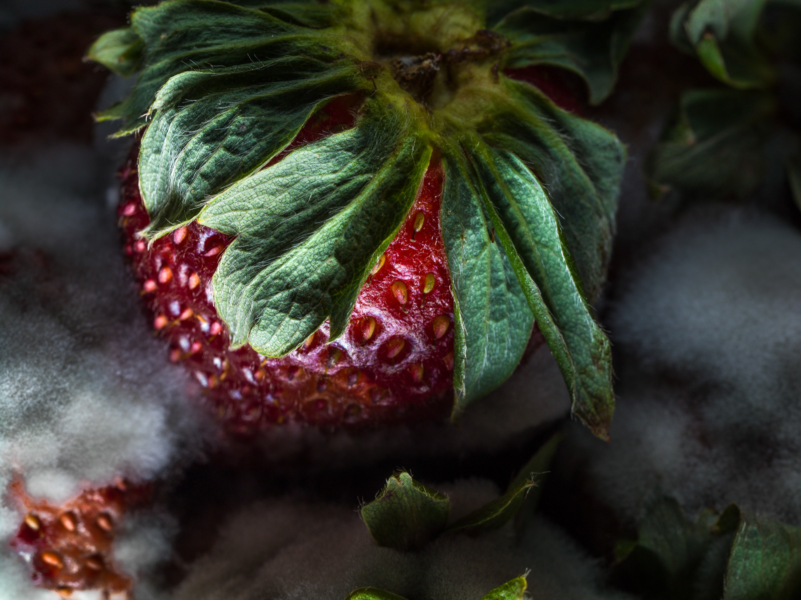 Rotten_053_WEB