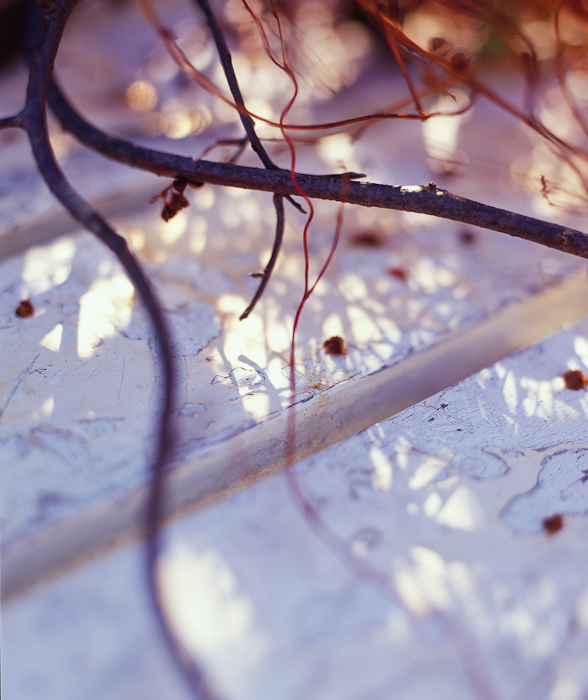 branches_purple.1